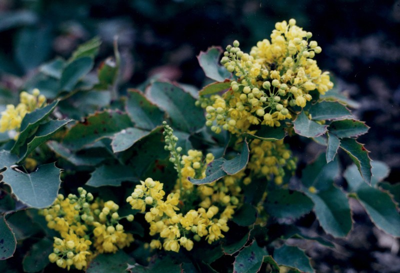 creeping mahonia